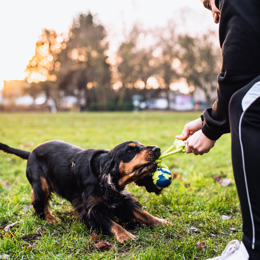 
                      
                        If you are a dog lover, playing with your dog is an important part of building a connection with your best friend! The ball is made from natural rubber, which is non-toxic and very durable. Our Loopo dog toy is great for underhand throwing (so you do not strain your shoulder) and fetching with your dog.
                      
                    