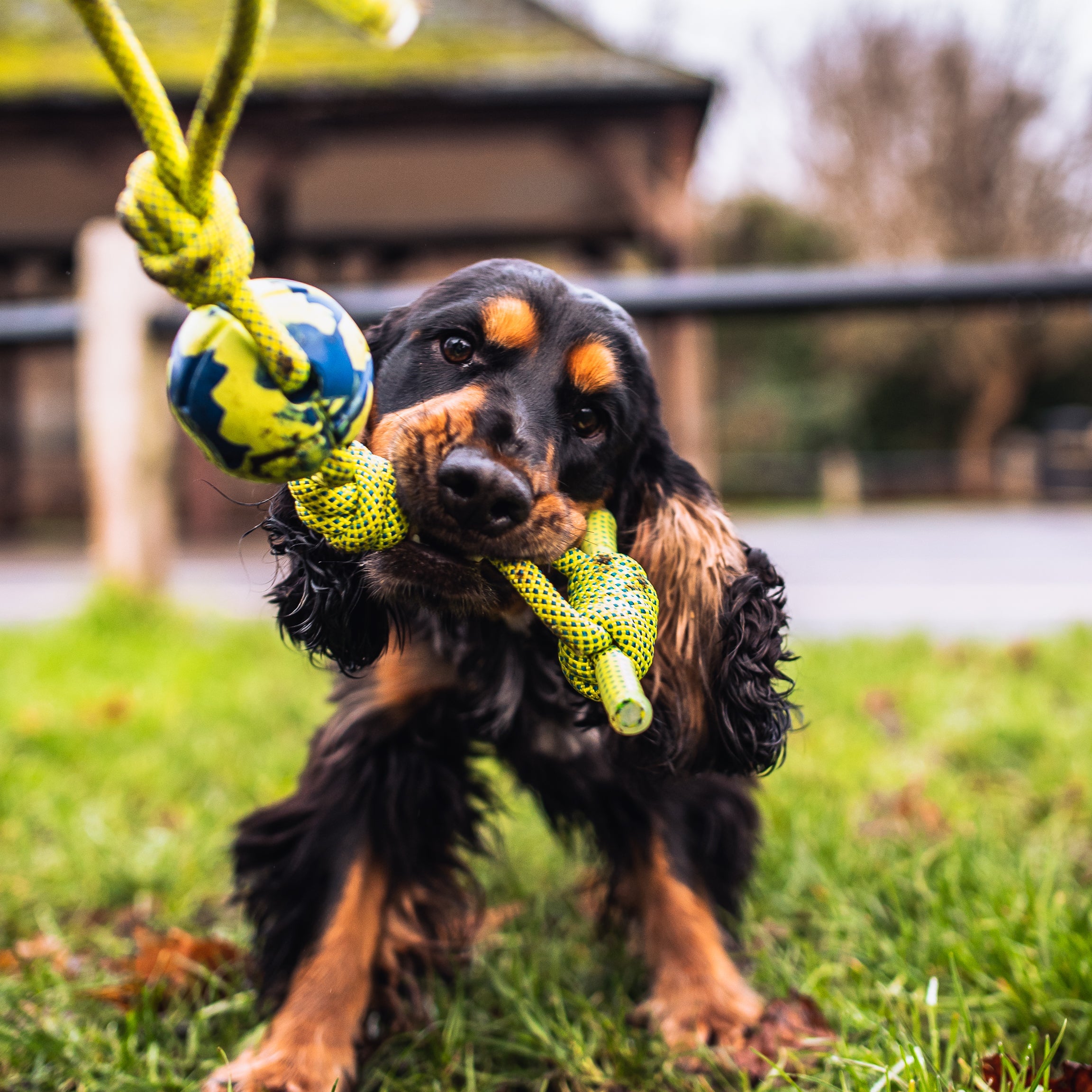 We are always up for finding new ways to train! You can fill the holes with peanut butter or a bully stick, which makes it a great natural chew toy that promotes gym health. You can use Circle 8 dog toy for rowing with your dog by grabbing the rope on both ends and pulling in a rowing motion as the puppy holds on to the ball.