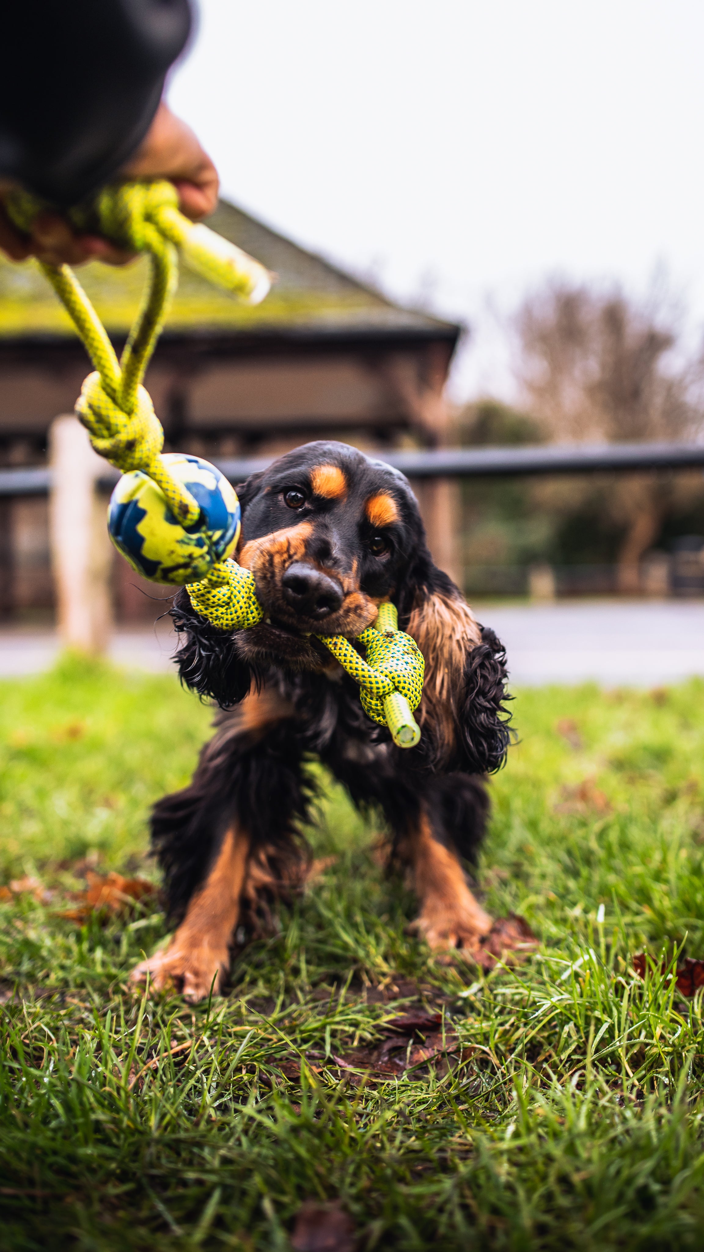 We are always up for finding new ways to train! You can fill the holes with peanut butter or a bully stick, which makes it a great natural chew toy that promotes gym health. You can use Circle 8 dog toy for rowing with your dog by grabbing the rope on both ends and pulling in a rowing motion as the puppy holds on to the ball.